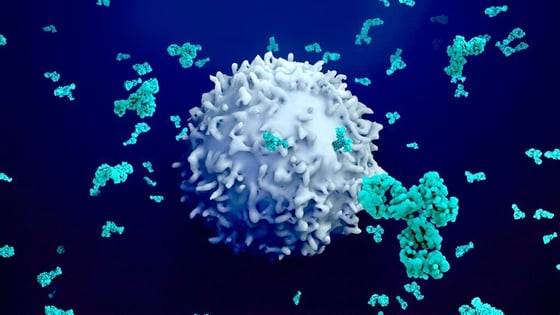 5641_Antibodies attack a cancer cell or virus