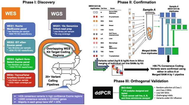 A verified genomic reference sample for assessing performance of cancer panels detecting small variants of low allele frequency