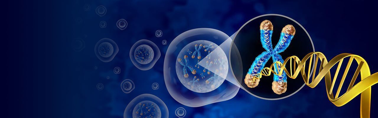 3602_Chromosome and cell nucleus with telomere and DNA-HERO