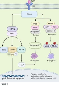 tl1a2-mechanism_rev